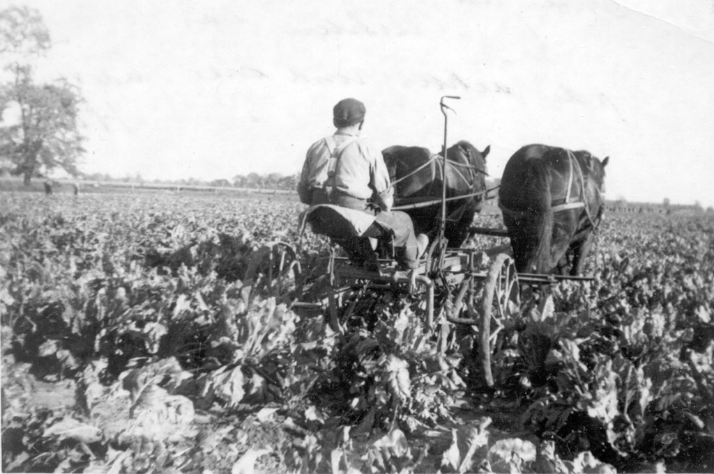 A man rides a plow drawn by two horses through a large field of leafy growth.