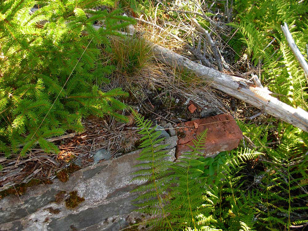 An abandoned stone wall in a fern-covered forest.