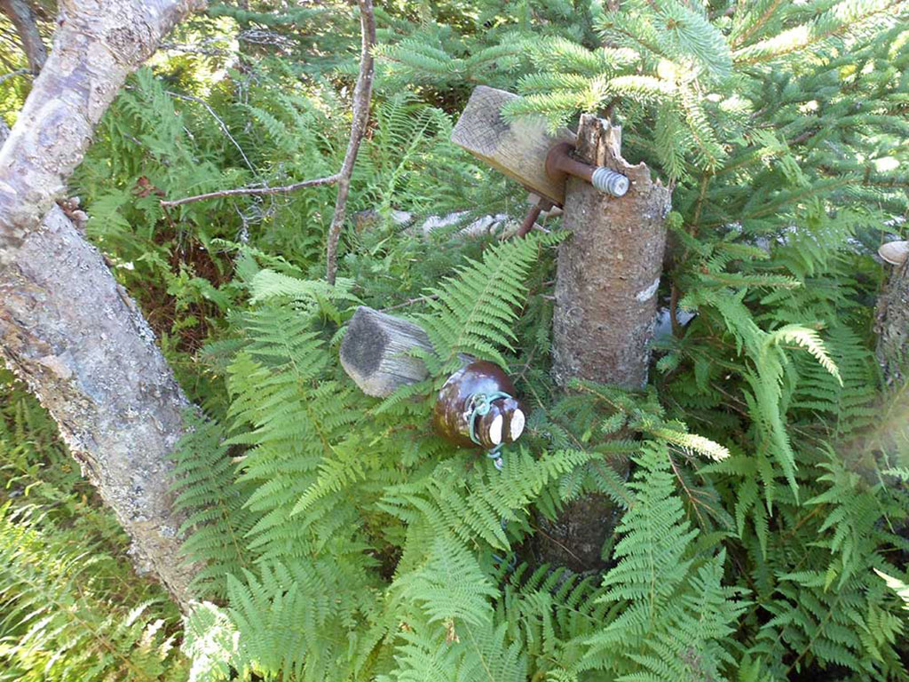 An old pipe inside the soil in a fern-covered forest.