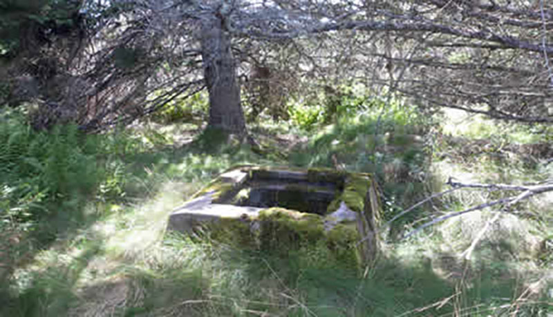 An abandoned well is covered with moss and grass.