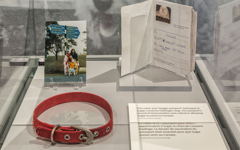 A collar, passport, and photograph in a glass display case relating to an immigrant family’s dog.