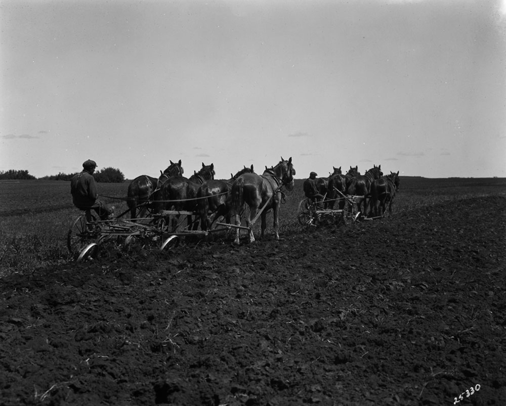 Archival image of two men and several horses plowing a field.