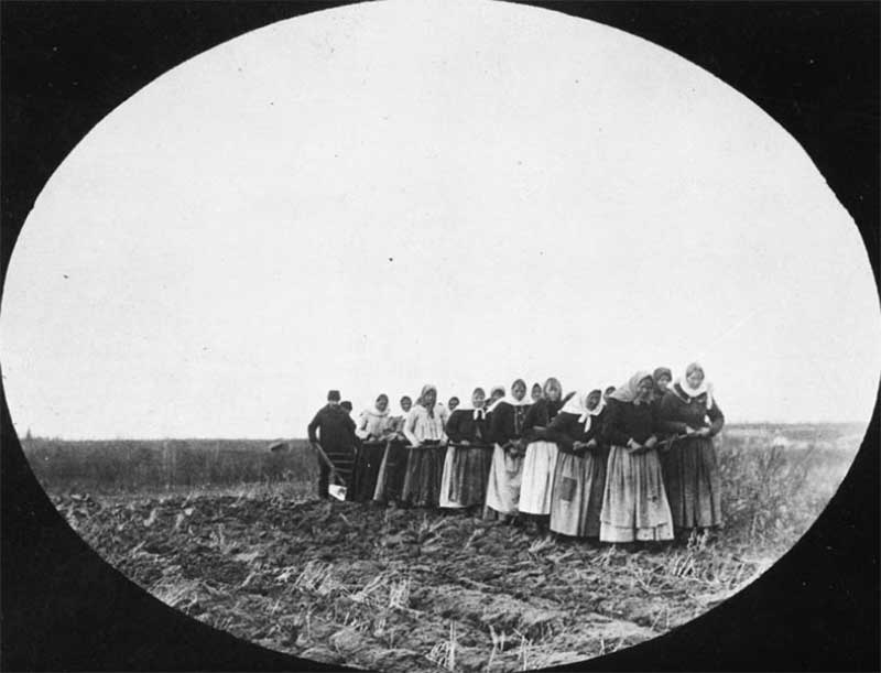 Doukhobour women are shown pulling a plough through a field.