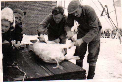 Two men are slaughtering a pig and children are looking at the camera.