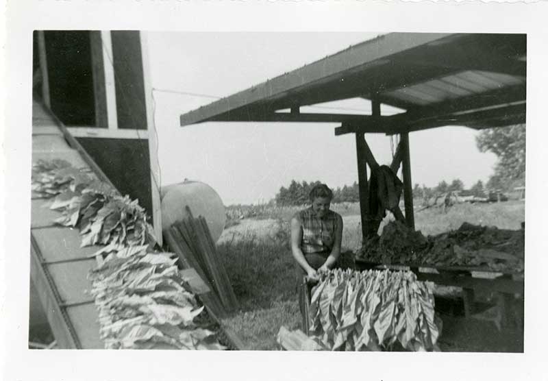 Old photo of woman working with tobacco leaves on a farm.