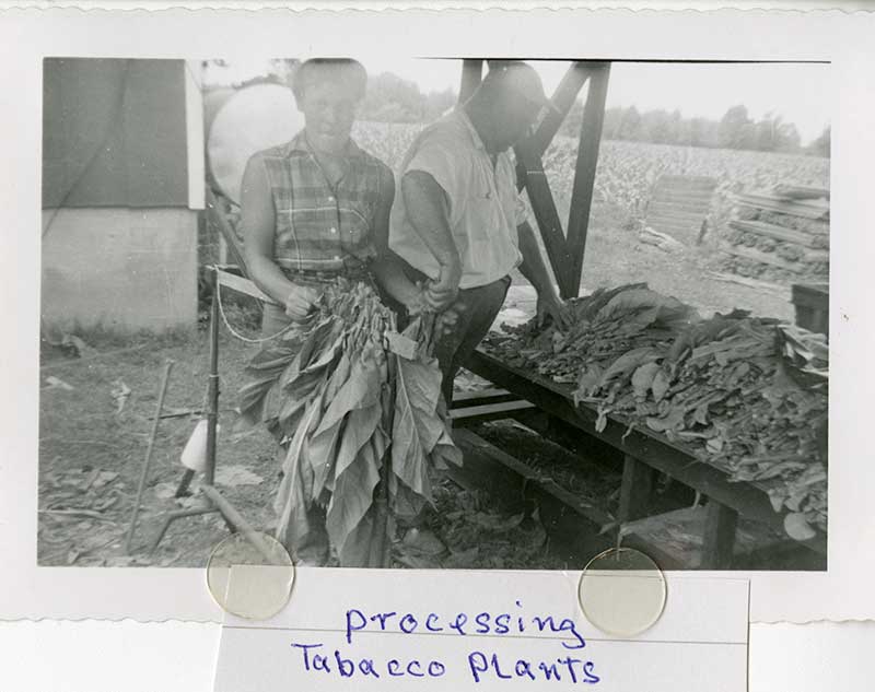 Old photo of woman and man working with tobacco leaves on a farm.