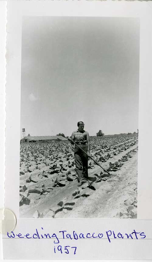 Old photo of young woman weeding tobacco leaves in a big field.
