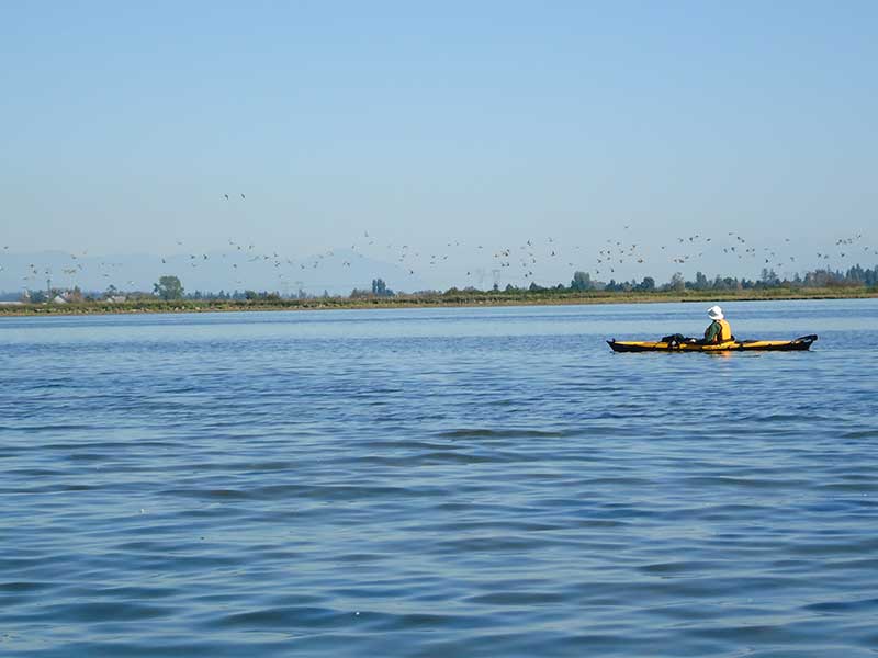 Man kayaking on a sunny day, watching flock of seagulls.