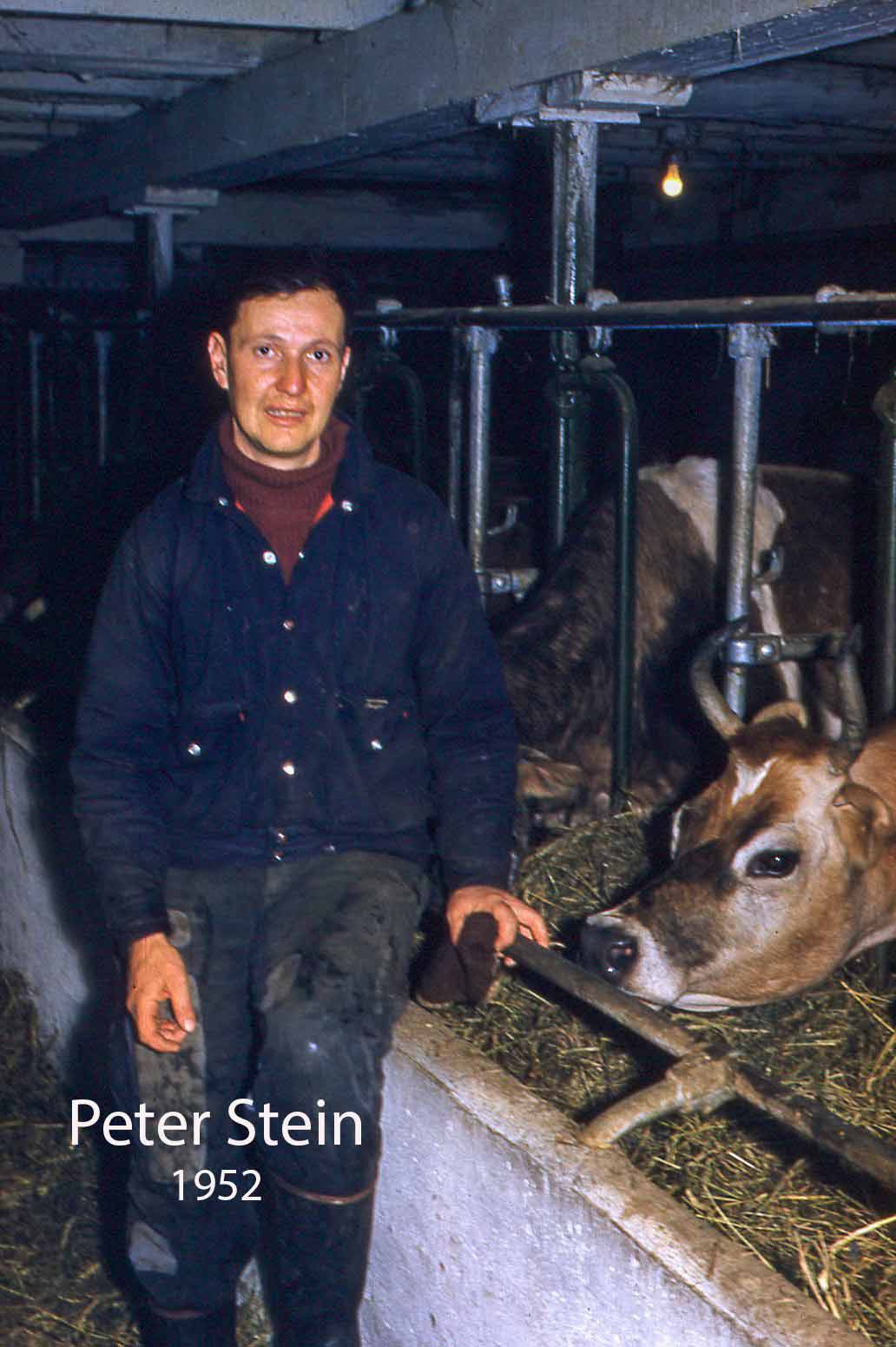 A smiling Slovakian man posing beside a cow in a barn.