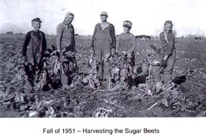 Five people working in a sugar beet field.