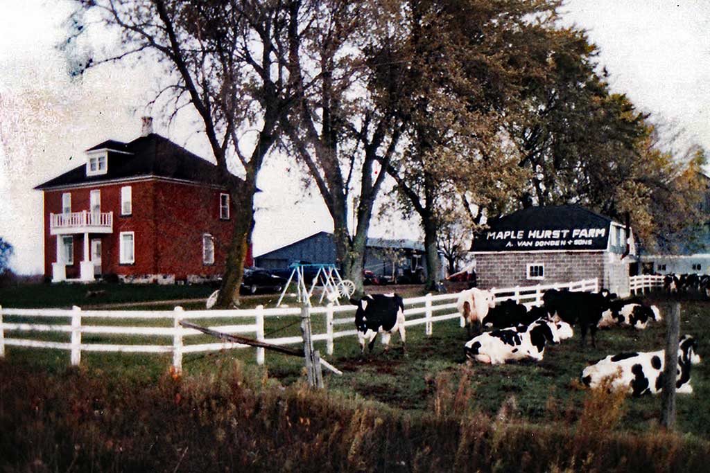 Cows graze on the grass next to a white picket fence.